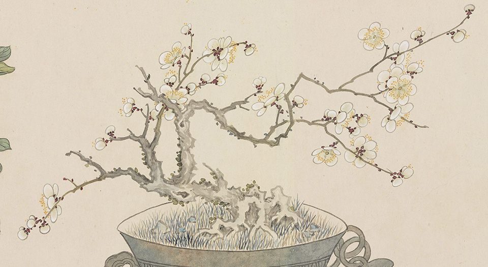 画万年花甲