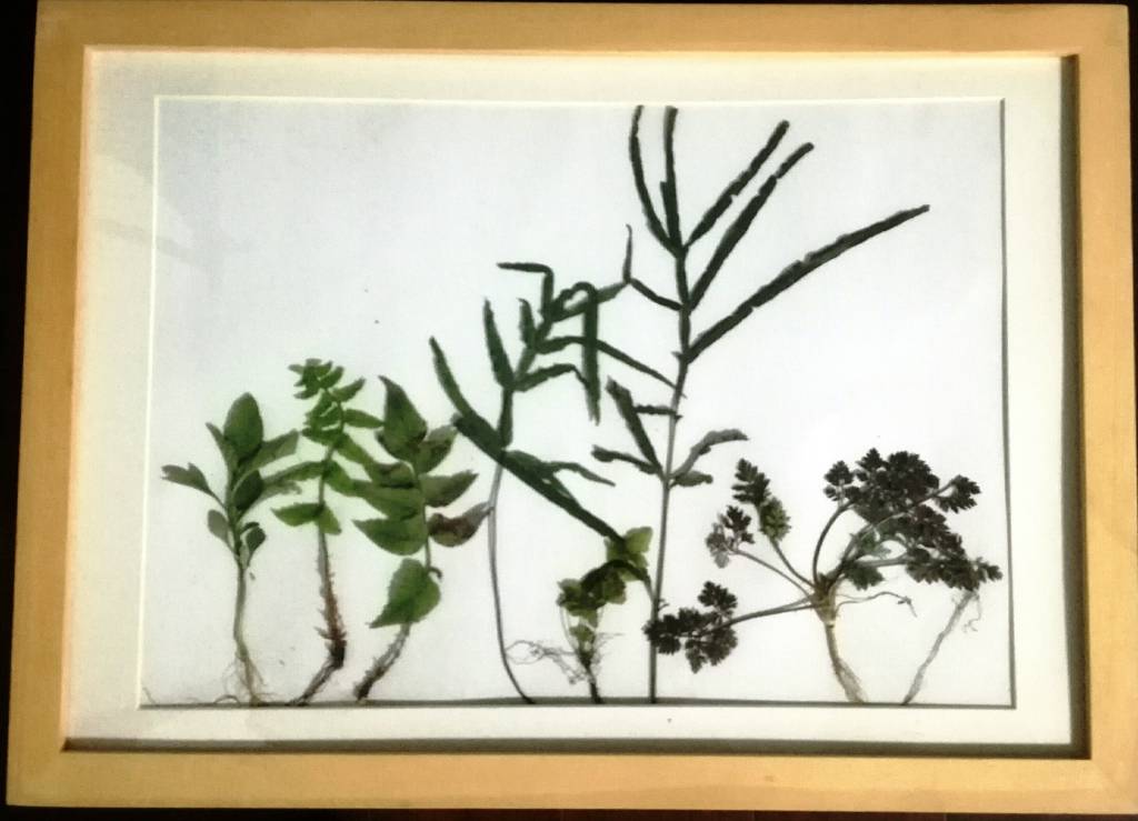 天神艺术馆：生物艺术作品展之绿色植物画