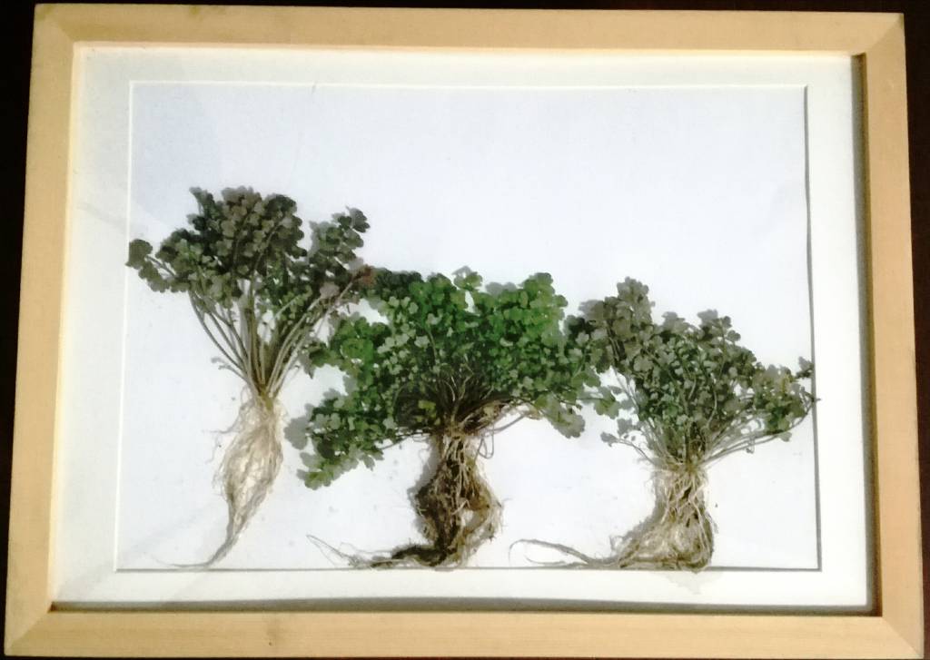 天神艺术馆：生物艺术作品展之绿色植物画