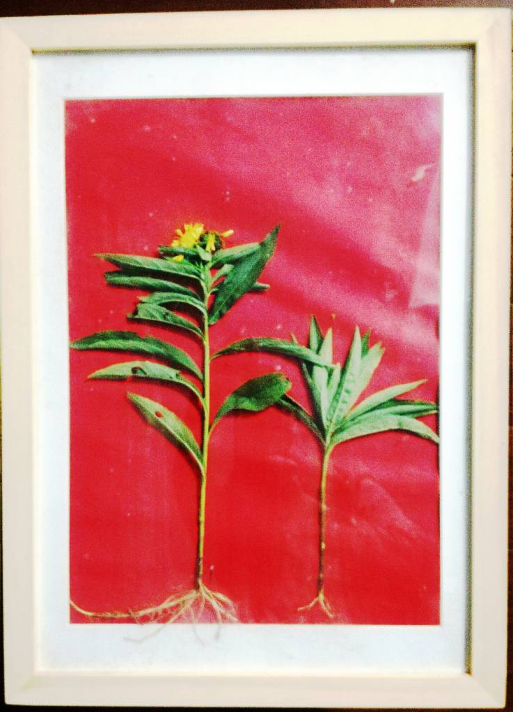 天神艺术馆：生物艺术作品展之绿色植物画
