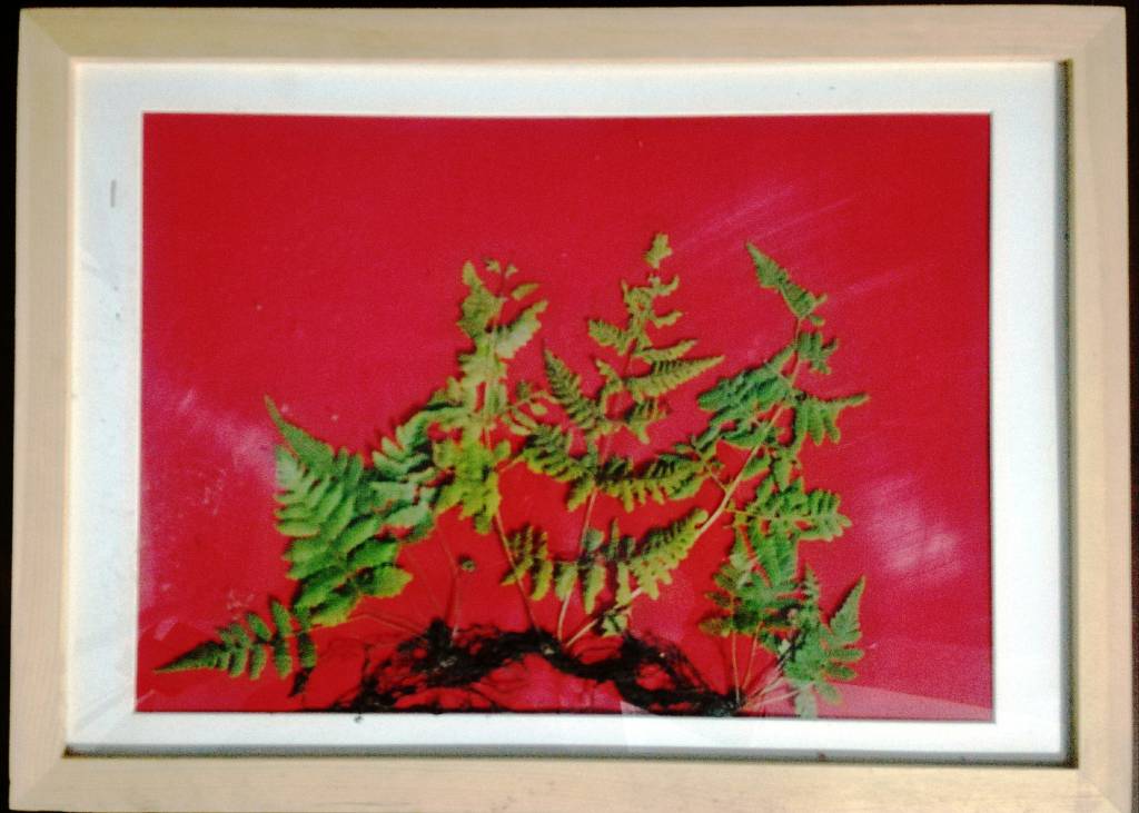 天神艺术馆：生物艺术作品展之绿色植物画