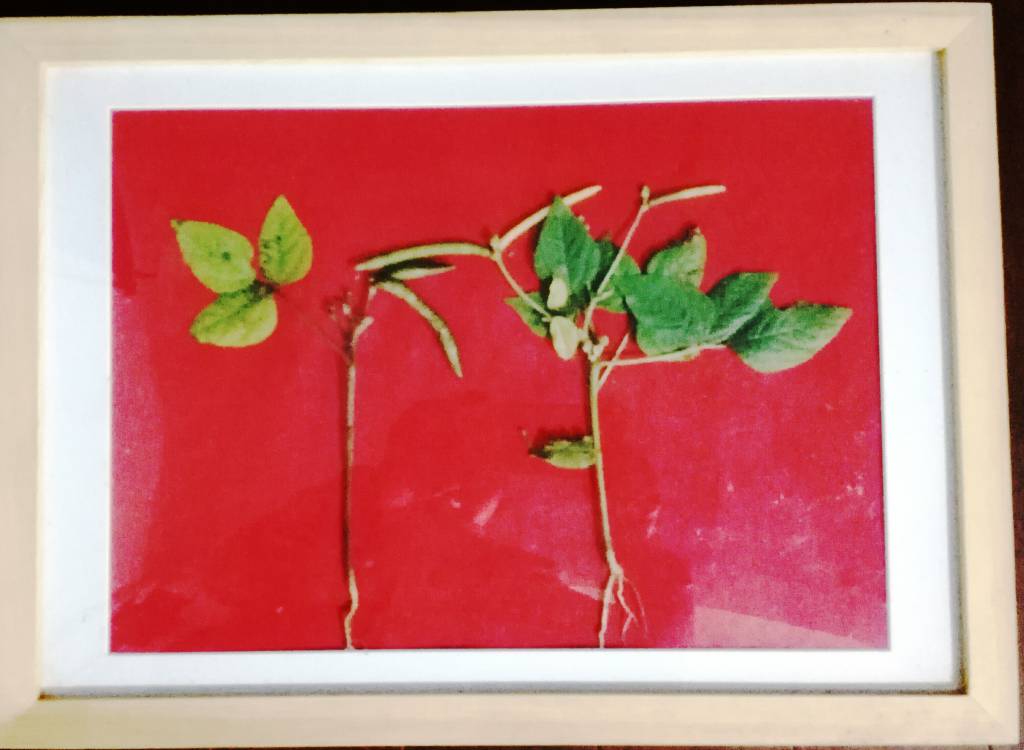 天神艺术馆：生物艺术作品展之绿色植物画