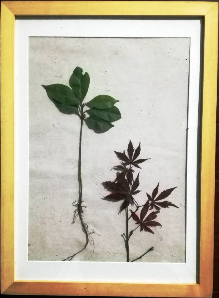 天神艺术馆：生物艺术作品展之绿色植物画