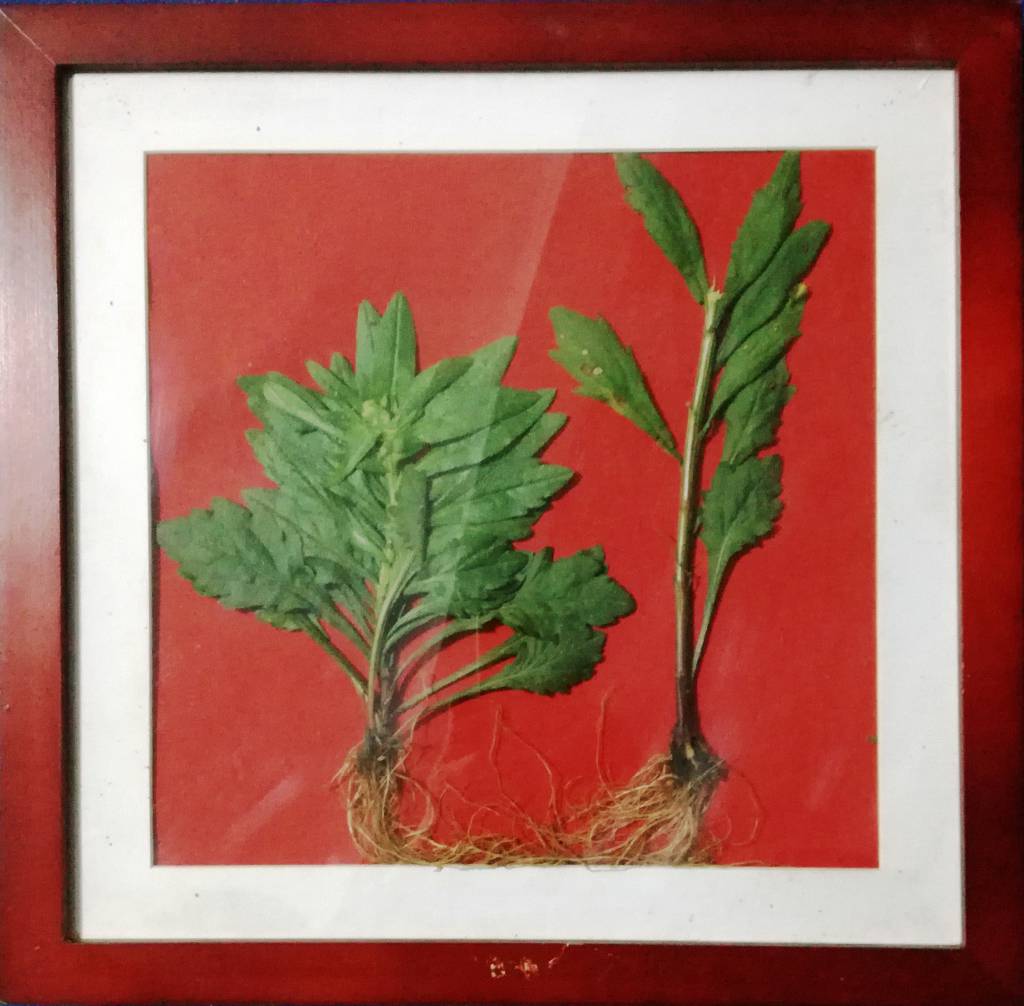 天神艺术馆：生物艺术作品展之绿色植物画