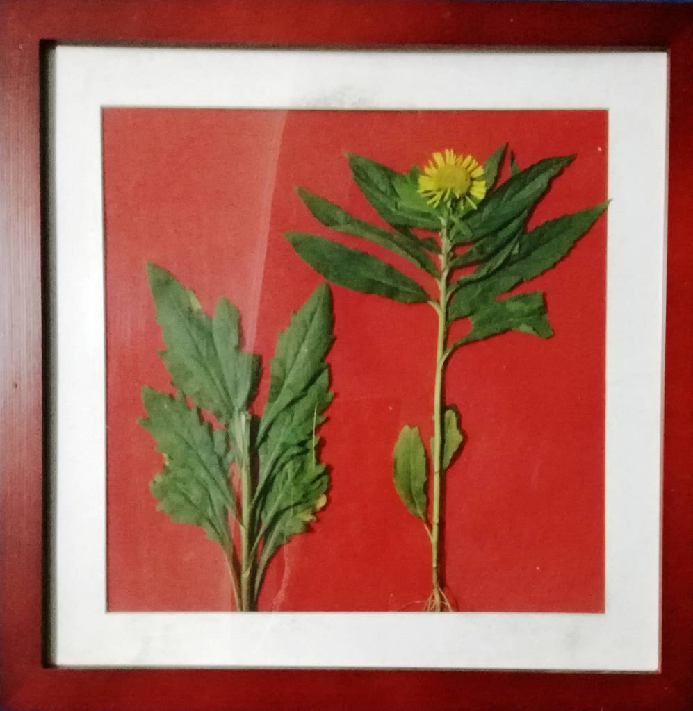 天神艺术馆：生物艺术作品展之绿色植物画
